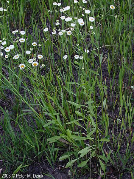 Erigeron strigosus Erigeron strigosus Prairie Fleabane Minnesota Wildflowers
