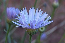 Erigeron utahensis httpsuploadwikimediaorgwikipediacommonsthu