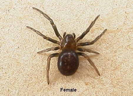 Erigone (spider) The Findaspider Guide Erigone species