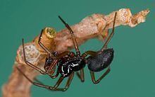 Erigone (spider) httpsuploadwikimediaorgwikipediacommonsthu