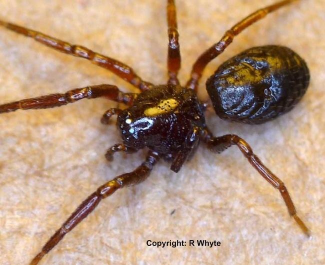 Erigone (spider) The Findaspider Guide Erigone species