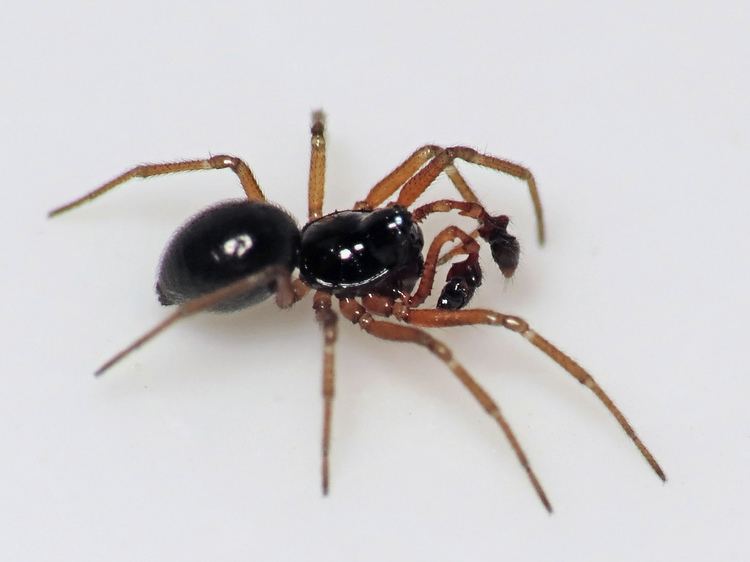 Erigone (spider) FileMoney Spider Erigone dentipalpisjpg Wikimedia Commons