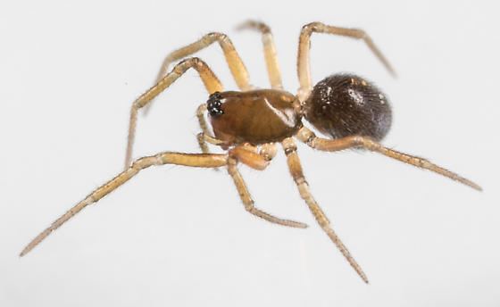 Erigone (spider) Spider Erigone autumnalis BugGuideNet
