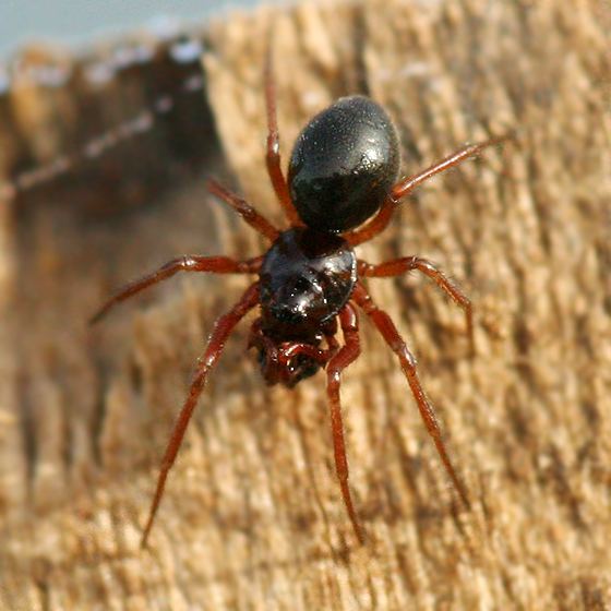 Erigone (spider) Tiny black spider Erigone BugGuideNet