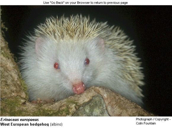 Erinaceus West European hedgehog Erinaceus europaeus Species Variation