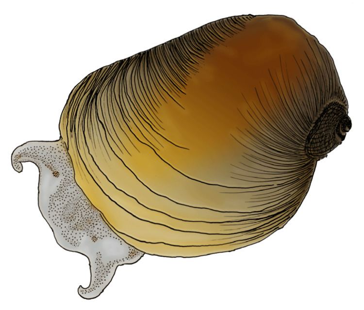 Erinna (gastropod)