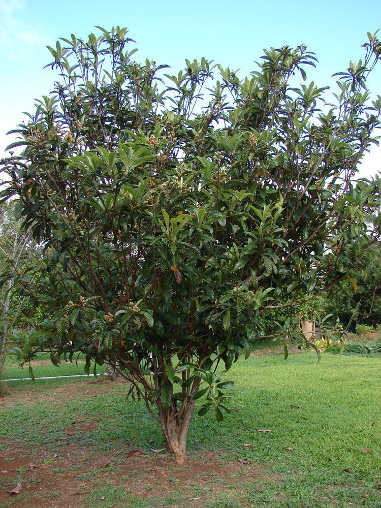 Eriobotrya Eriobotrya japonica Nspero jardines Pinterest Trees and Search