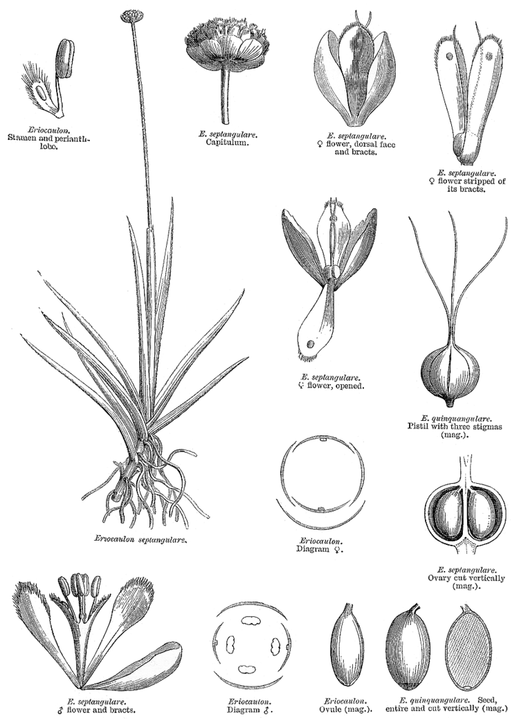 Eriocaulaceae Angiosperm families Eriocaulaceae Desv