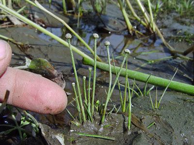 Eriocaulon parkeri Maine Natural Areas Program Rare Plant Fact Sheet for Eriocaulon parkeri