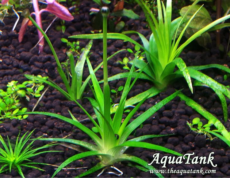 Eriocaulon parkeri Eriocaulon Parkeri aquarium plant AquaTank Rare Aquarium Plants