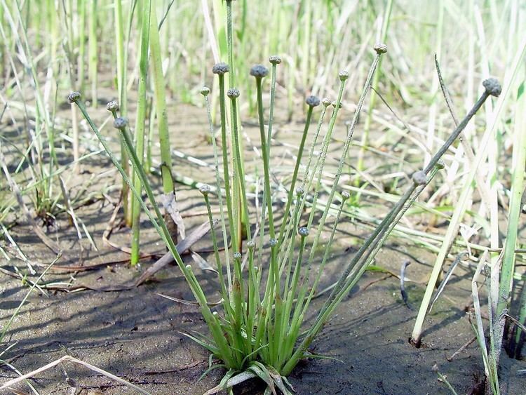 Eriocaulon parkeri Eriocaulon parkeri Parker39s pipewort Go Botany