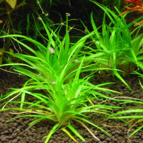 Eriocaulon parkeri Eriocaulon Parkeri On Sale Now Aquatic Mag