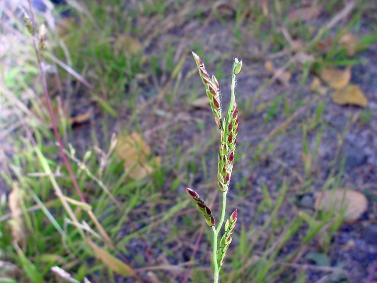 Eriochloa Vascular Plants of the Gila Wilderness Eriochloa acuminata var