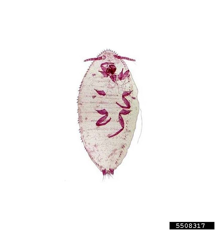 Eriococcidae Felt scale Acanthococcus araucariae Hemiptera Eriococcidae 5508317