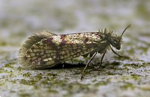 Eriocraniidae Hants Moths Micropterigidae to Eriocraniidae