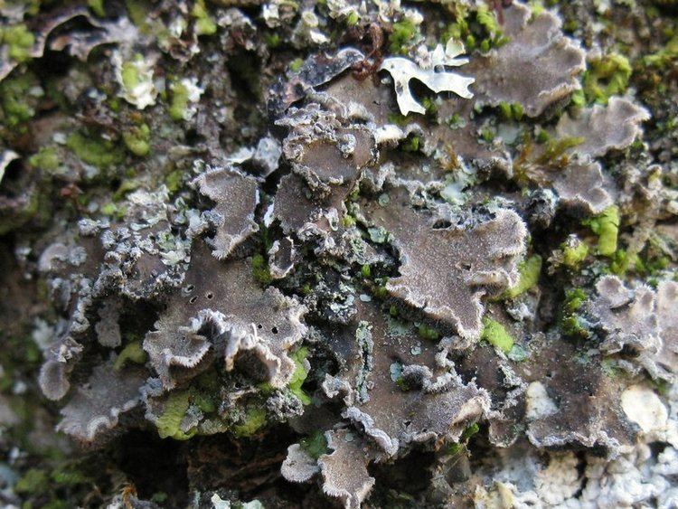 Erioderma lichenportalorgimgliblichensPannariaceaeEriod