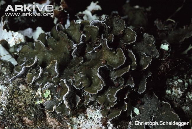 Erioderma pedicellatum Boreal felt lichen photo Erioderma pedicellatum G4691 ARKive