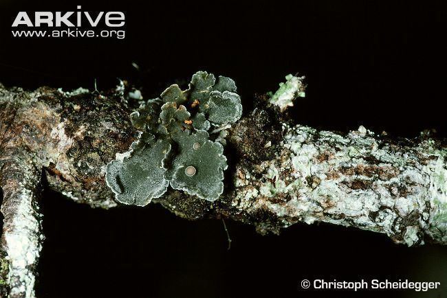 Erioderma pedicellatum Boreal felt lichen videos photos and facts Erioderma pedicellatum