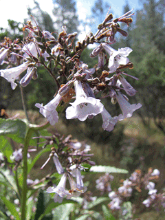 Eriodictyon californicum Eriodictyon californicum Yerba Santa California yerba santa PFAF