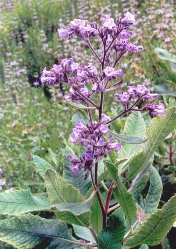 Eriodictyon californicum Yerba Santa Eriodictyon Californicum Overview Health Benefits