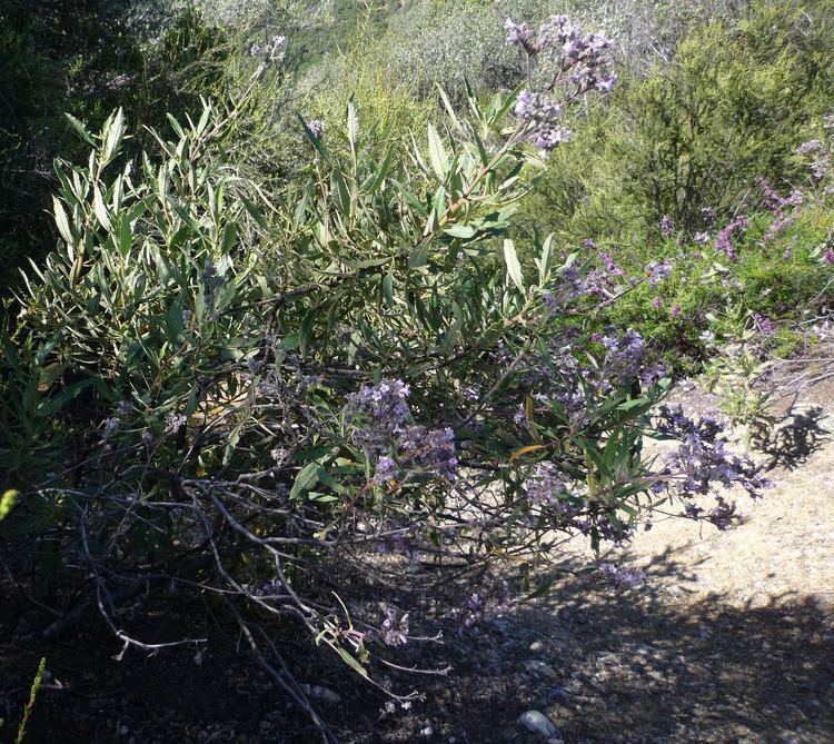 Eriodictyon trichocalyx Eriodictyon trichocalyx Wildflowers in Santa Barbara