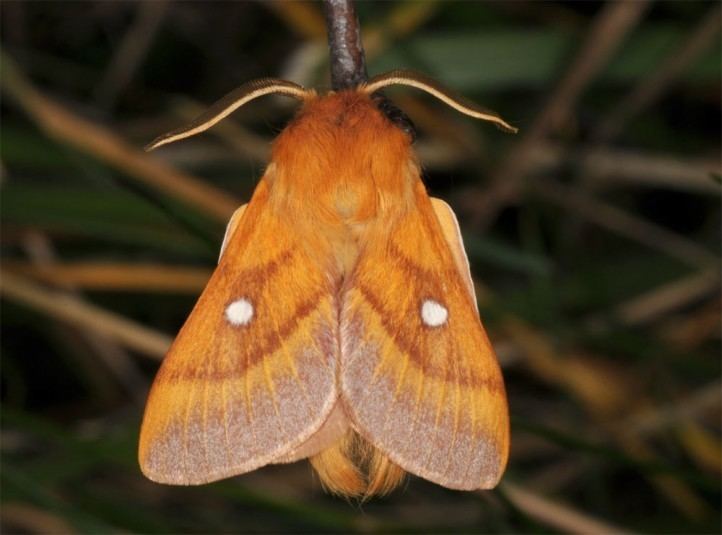 Eriogaster catax European Lepidoptera and their ecology Eriogaster catax