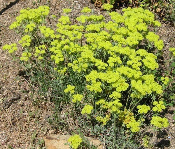 Eriogonum Pictures and descriptions of California buckwheats Eriogonum species