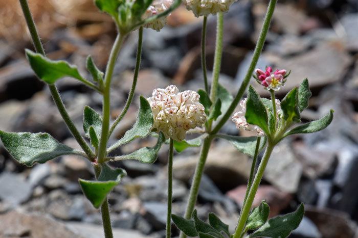 Eriogonum abertianum Eriogonum abertianum Abert39s Buckwheat Southwest Desert Flora