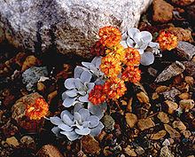 Eriogonum alpinum httpsuploadwikimediaorgwikipediacommonsthu