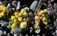 Eriogonum caespitosum httpsuploadwikimediaorgwikipediacommonsthu