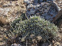 Eriogonum callistum httpsuploadwikimediaorgwikipediacommonsthu