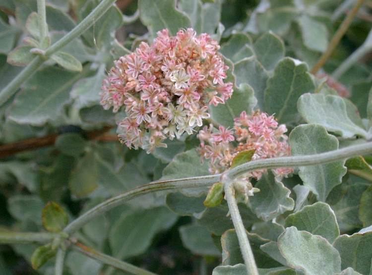 Eriogonum cinereum Ashy Leaf Buckwheat Native Plants CSU Channel Islands