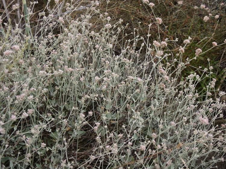 Eriogonum cinereum Ashy Leaf Buckwheat Native Plants CSU Channel Islands