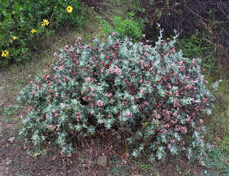 Eriogonum cinereum CalPhotos Eriogonum cinereum ltsmallgtshown with lta hrefcgi