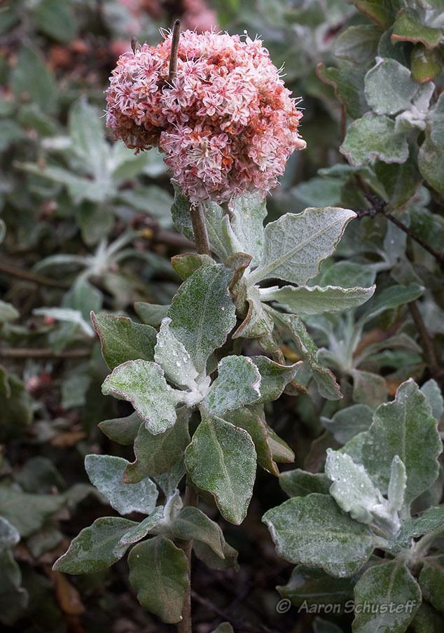 Eriogonum cinereum CalPhotos Eriogonum cinereum