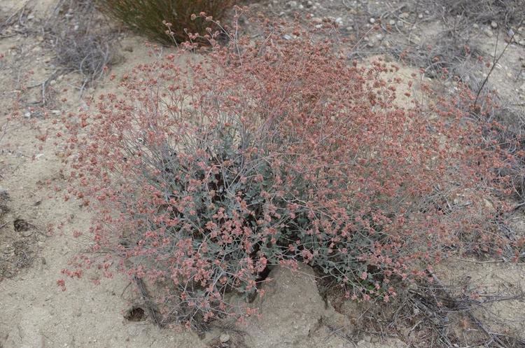 Eriogonum cinereum Eriogonum cinereum Ashyleaf buckwheat