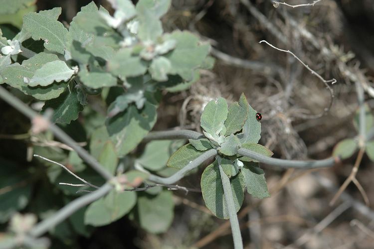 Eriogonum cinereum Eriogonum cinereum