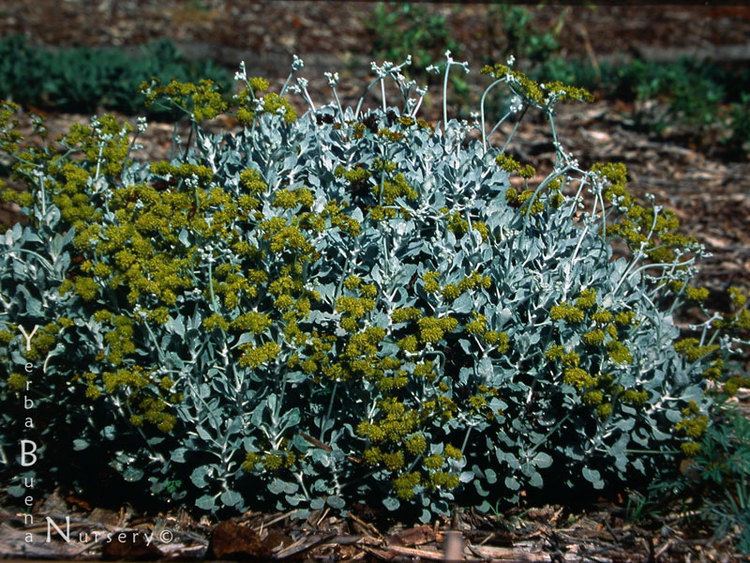 Eriogonum crocatum Eriogonum crocatum Yerba Buena Nursery Specializing in California