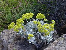 Eriogonum crocatum httpsuploadwikimediaorgwikipediacommonsthu