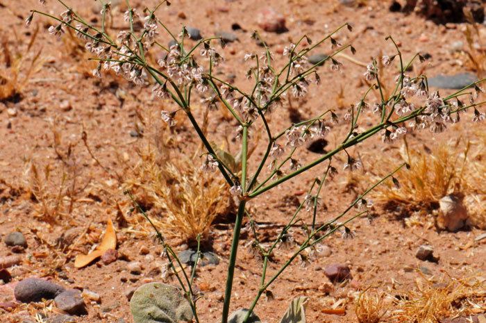 Eriogonum deflexum Eriogonum deflexum Skeleton Weed Southwest Desert Flora