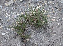 Eriogonum exilifolium httpsuploadwikimediaorgwikipediacommonsthu