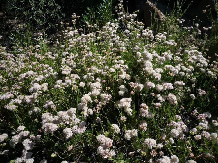 Eriogonum fasciculatum Eriogonum fasciculatum Wildflowers in Santa Barbara