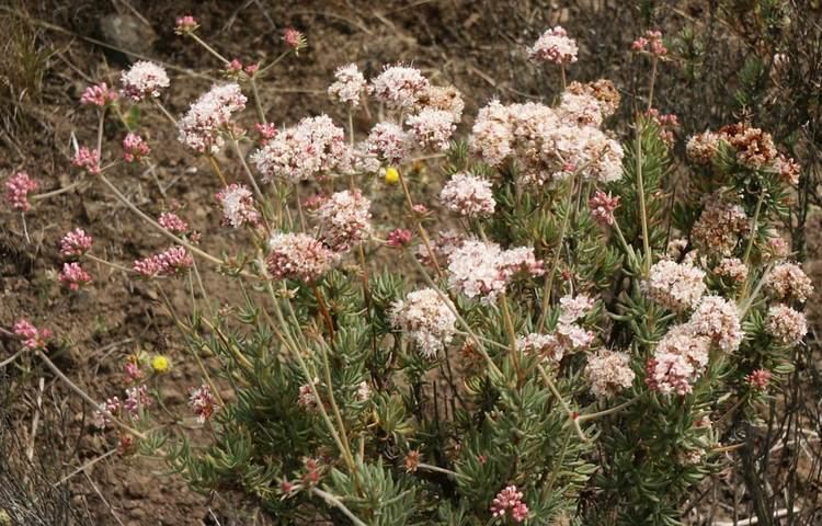 Eriogonum fasciculatum California Buckwheat Native Plants CSU Channel Islands