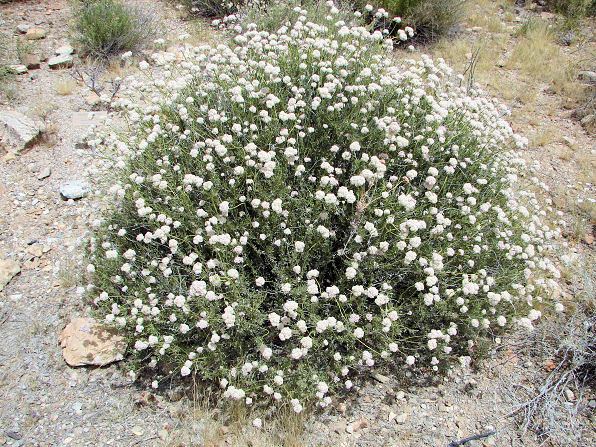 Eriogonum fasciculatum California Buckwheat Eriogonum fasciculatum Arizona Wild Flowers