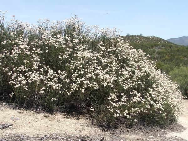 Eriogonum fasciculatum Eriogonum fasciculatum foliolosum California Buckwheat