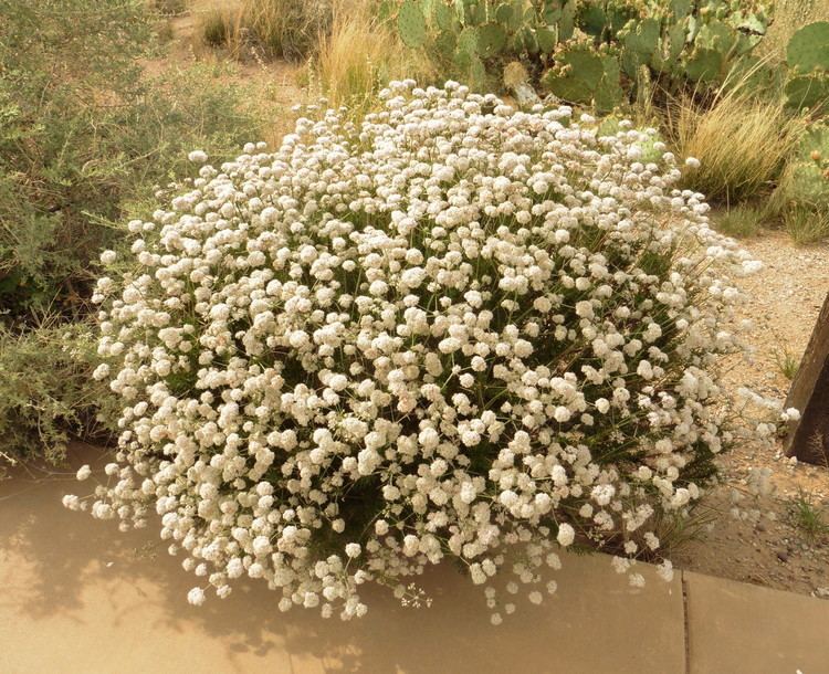 Eriogonum fasciculatum Eriogonum fasciculatum flowering whiteJPG
