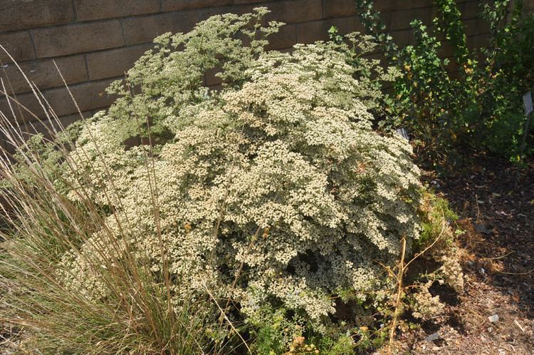 Eriogonum giganteum Mother Nature39s Backyard A Waterwise Garden Plant of the Month
