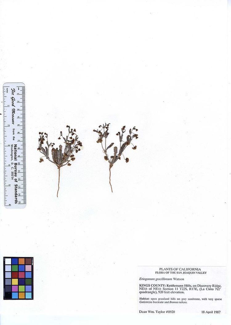 Eriogonum gracillimum