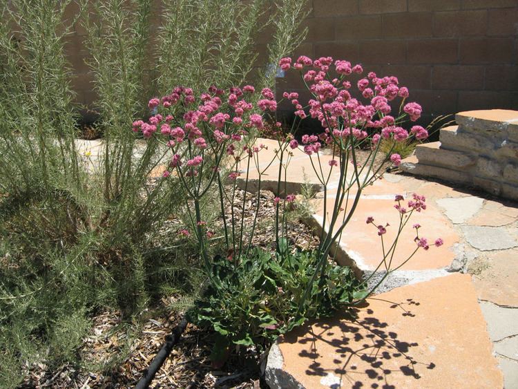 Eriogonum grande Mother Nature39s Backyard A Waterwise Garden Plant of the Month