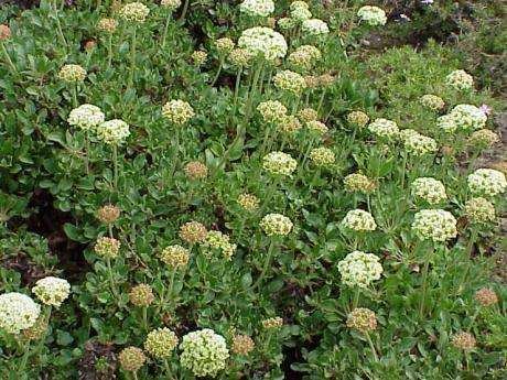 Eriogonum heracleoides Eriogonum heracleoides whorled buckwheat